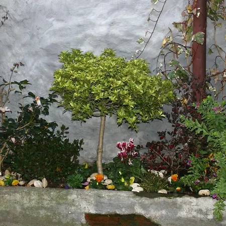 Petite Fleur *
